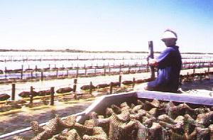 Adjustable Longline Oyster Growing System in use