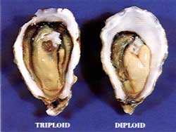 triploid oysters are much bigger than diploid oysters